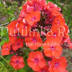 Флокс метельчатый Orange Perfection (A.Schollhammer)