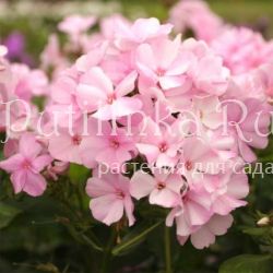 Флокс метельчатый Pinky Hill