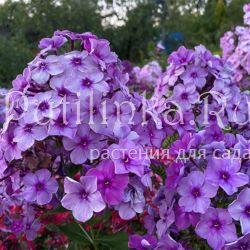 Флокс метельчатый Алхимик (Калугина А.В.)