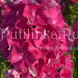 Флокс метельчатый Волнение (Калугиной А.В.)