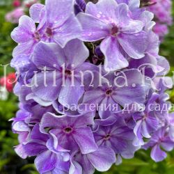 Флокс метельчатый ГВ (Долженко А.)