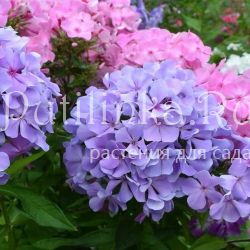 Флокс метельчатый Голубая гортензия (Борисова В.Г)