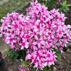 Флокс метельчатый Ерошка (Долженко А)