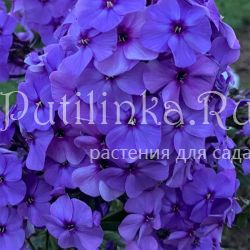 Флокс метельчатый Зов Сердца (Калугина А.В.)