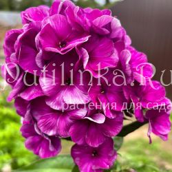 Флокс метельчатый Карнавал (Долженко А.)