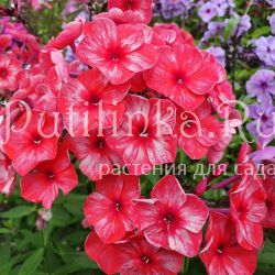 Флокс метельчатый Костры Осени (Калугина А.В.)