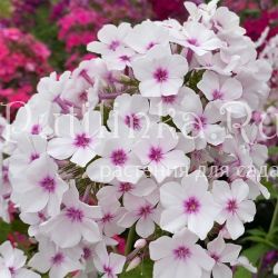 Флокс метельчатый Красоты Арктики (Калугина А.В.)