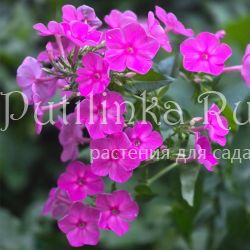 Флокс метельчатый Лидия (Долженко А.)