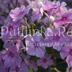 Флокс метельчатый ЛПШ (Долженко А.)