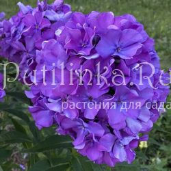 Флокс метельчатый Магнетизм (Калугина А.В.)