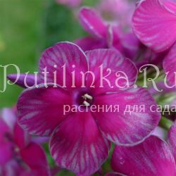 Флокс метельчатый Мексика (Калугина В.А)