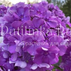 Флокс метельчатый Морфей (Шаповал Т.П.)