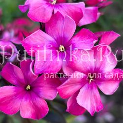 Флокс метельчатый ОКР (Долженко А.)