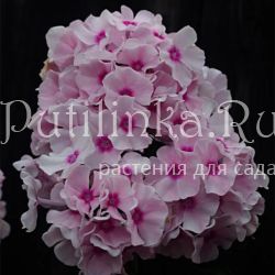 Флокс метельчатый Пломбирчик (Долженко А.)