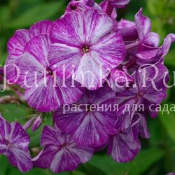 Флокс метельчатый Полосатик (Долженко А.)
