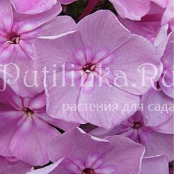 Флокс метельчатый Птичье молоко (Константинова Н. Ю.)