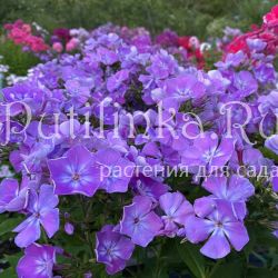 Флокс метельчатый Сережа (Куликова А. В.)