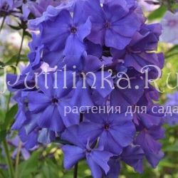 Флокс метельчатый Синий Взгляд (Борисовой В.Г.)