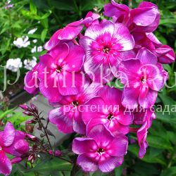 Флокс метельчатый Смуглянка (Константинова Н.Ю.)