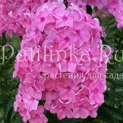 Флокс метельчатый Сокровище (Калугина А.В.)