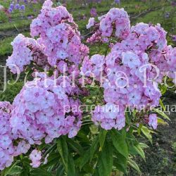 Флокс метельчатый Тепло Семьи (Калугина А.В.)