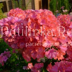 Флокс метельчатый Тимур (Гаганов П.Г.)