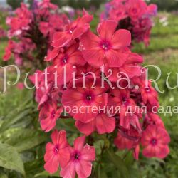 Флокс метельчатый Тропиканка (Калугина А.В.)