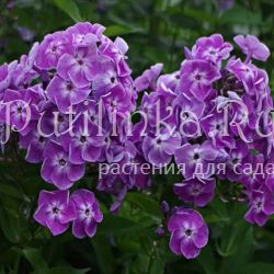 Флокс метельчатый Тетра (Долженко А.)