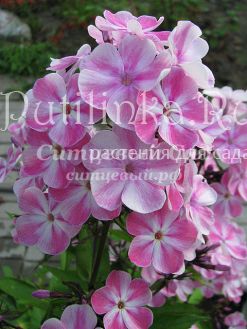 Флокс метельчатый Фенечка (Сурикова В.Я.)