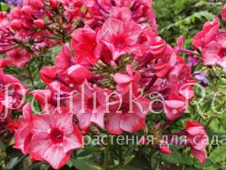 Флокс метельчатый Фея огня (Куликова А.В.)