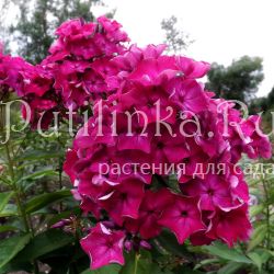 Флокс метельчатый Айседора (Егорова В. И.)