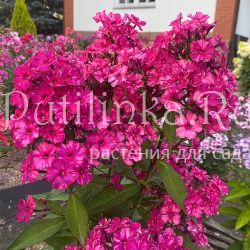 Флокс метельчатый Аномалия (Егорова В.И.)