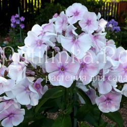 Флокс метельчатый Аромат Любви (Егорова В.И.)