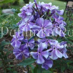 Флокс метельчатый Боцман (Егорова В.И.)