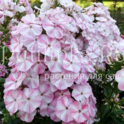 Флокс метельчатый Букет Невесты (Егорова В.И.)