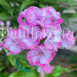 Флокс метельчатый Виньетка (Егорова В.И.)