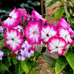 Флокс метельчатый Заряница (Егорова В.И.)