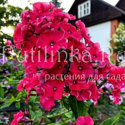 Флокс метельчатый Красная Стрела (Егорова В.)