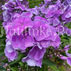 Флокс метельчатый Лавандовое Облако (Егорова В.)