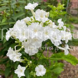 Флокс метельчатый Лебединое Озеро (Егорова В.)