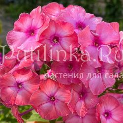 Флокс метельчатый Мальва (Егорова В.)