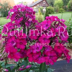 Флокс метельчатый Мантия (Егорова В.)