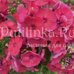 Флокс метельчатый Медная Бабушка (Егорова В.)