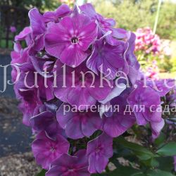 Флокс метельчатый Мудрец (Егорова В.)