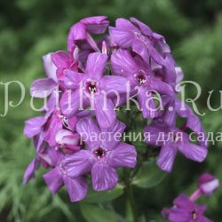 Флокс метельчатый Негус (Егорова В.)