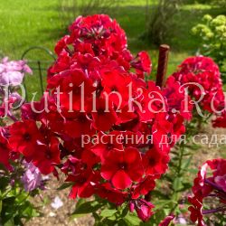 Флокс метельчатый Пламень (Егорова В.)