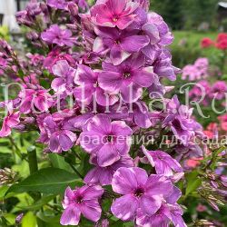 Флокс метельчатый Причуда (Егорова В.)