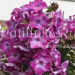 Флокс метельчатый Подмосковные Вечера (Егорова В.)
