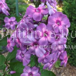 Флокс метельчатый Пульсар (Егорова В.)