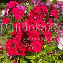 Флокс метельчатый Рубинчик (Егорова В.)